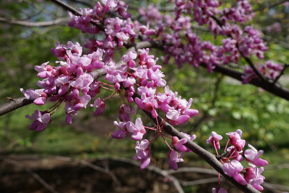 redbud3